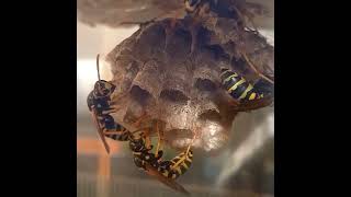 Polistes semenowi, first workers by Wasp Journals 338 views 11 months ago 2 minutes, 11 seconds