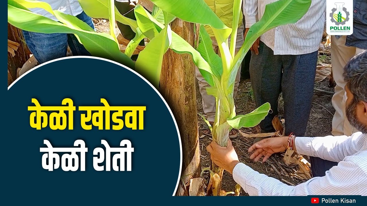 कंद लागवड आणि केळी खोडवा फरक काय आहे ? केळी शेती ।नांदेड । Pollen Kisan