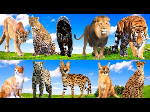 Sound of familiar animals, various species of felines: Cat, Jaguar, Lion, Tiger, Leopard, Cheetah...