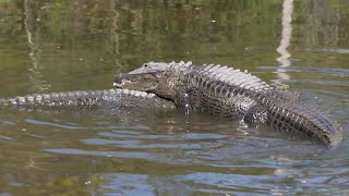 Experts emphasize safety tips for sharing space with Florida gators