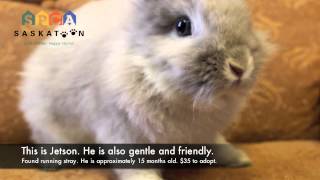 Adoptable Pets | Rabbits at Saskatoon SPCA