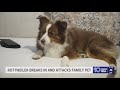 Dog in Gulfport breaks into house and attacks family pet