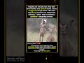 The Physics of Confusion #wildlife #impala #animalshorts #nature #viral #wow #facts