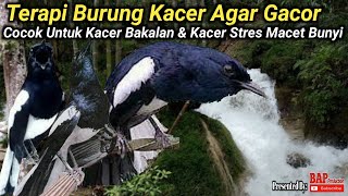 TERAPI BURUNG KACER AGAR GACOR