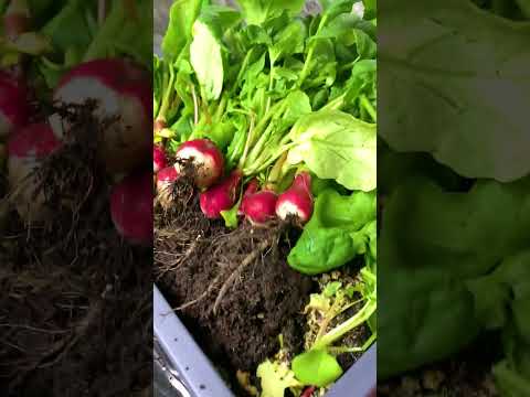 Vídeo: Cultiu de revetlla a l'interior: com cultivar revetlla de llimona com a planta d'interior