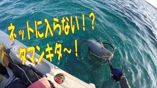 ルアーで大型タマンGET！【沖縄ルアー】Hobie Outback