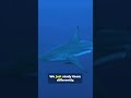 The Shark Cancer Mystery (Solved in 60s)