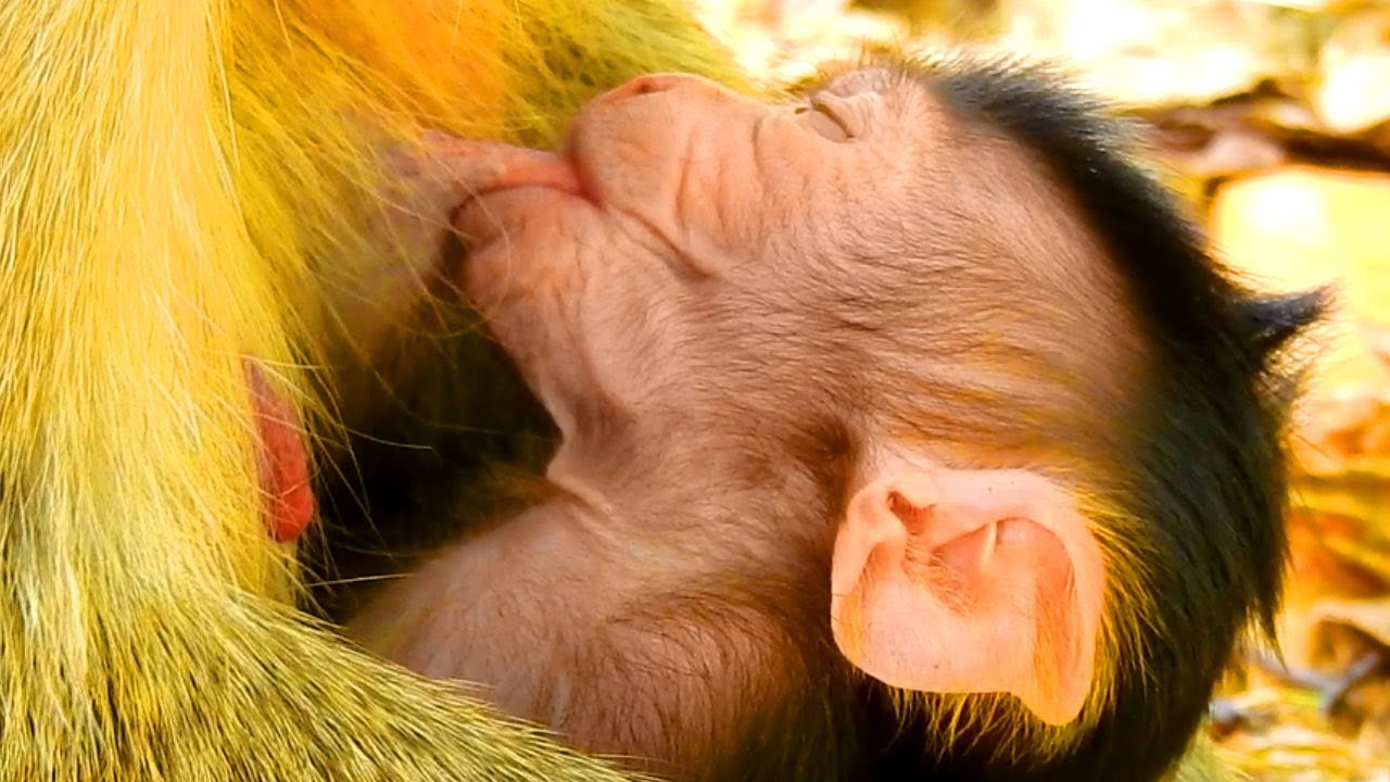 New Born Baby Monkey In Mila Group, It Is The Fourth Day Of Seeing New World