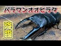 【超大型】パラワンオオヒラタクワガタを紹介！