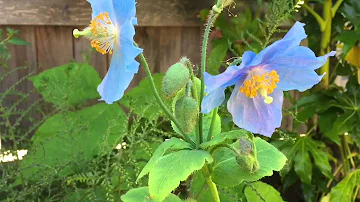 Is the blue poppy rare?