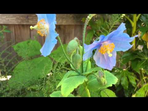 BLUE POPPY: SEED GROWN HIMALAYAN BLUE POPPY CARE TIPS FIRST BLOOMS!