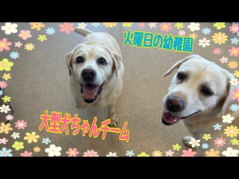 ころころ 子犬 絵本 ドッグ dog アニマル 動物 Mサイズ レア 希少 貴重 ころころ 子犬 絵本 ドッグ dog アニマル 動物 Mサイズ レア