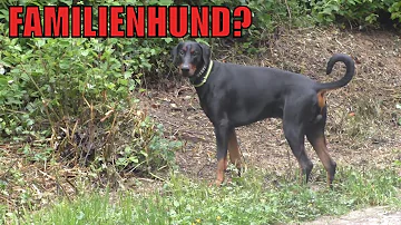 Kann ein Dobermann ein Familienhund sein?