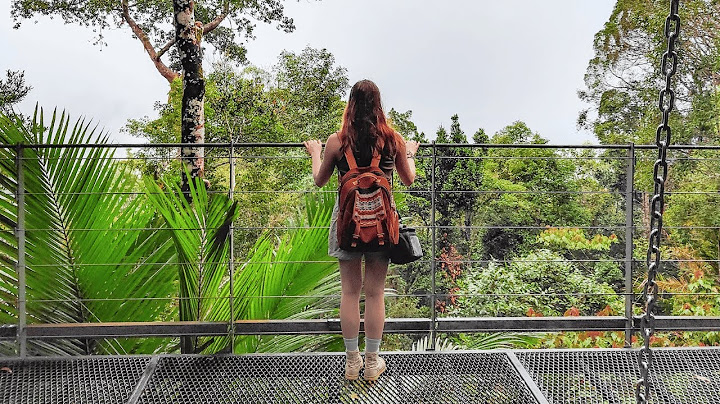 Mes aventures dans la jungle malaisienne et une rencontre tant attendue !