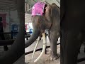 คนน่ารัก #viral #shorts #anime #elephant #india #viralvideo #yearofyou #ช้าง