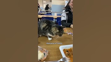 Amazing Cat Performs Magic Trick! #Cats #Tricks