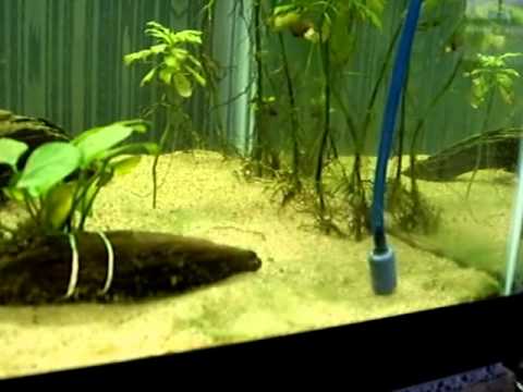 Blue Green Algae/Cyanobacteria aquarium treatment #6 - YouTube