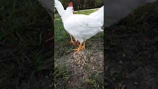 White Leghorn Cockerels #viral #kpop #p1harmony #chickens #cockerels #chicks