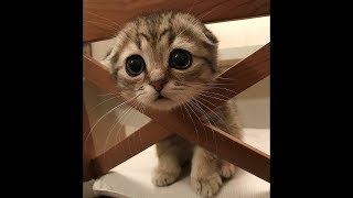 CUTE DOGS AND CATS DOING FUNNY THINGS #2 🐱 🐶 by JUST ANIMAL VIDEOS 32,788 views 5 years ago 10 minutes, 7 seconds