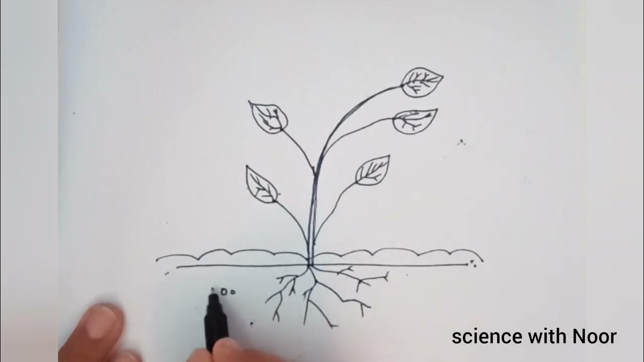 Photosynthesis Food Making Process In Plants Class 7 Science Label photosynthesis-food-making-process-in-plants-class-7-science-label