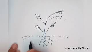 Photosynthesis |Food making process in plants| Class 7 science | label Diagram youtube viral yt