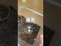 ペットのケージにカビが生えてしまいました…