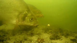 Underwater video - Fishing in spring 2023 [Method Feeder]