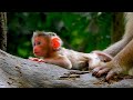 Life Lessons: Learning from the Unique Personalities of Baby Monkeys RINA
