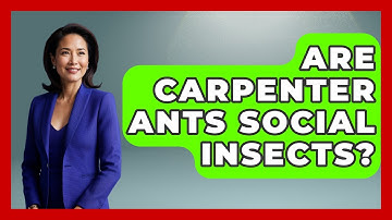 Are Carpenter Ants Social Insects? - Insects and Invaders