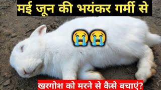 मई-जून की भयंकर गर्मी से खरगोश को मरने से कैसे बचाएं Save the rabbit from dying due to severe heat?