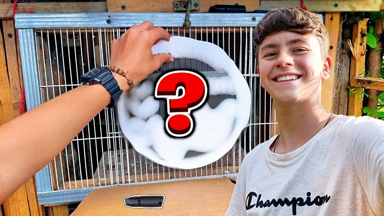 Porumbeii Mei Au Primit Obiecte Personalizate 🎁