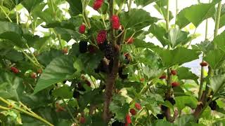 Part 5! Mulberry Prunning! Open na po ang RJ FARM,  #mulberryfruit  @rjfarmtv