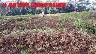 Panen kacang tanah (tanaman kali ke-2) yuk kita lihat hasilnya......