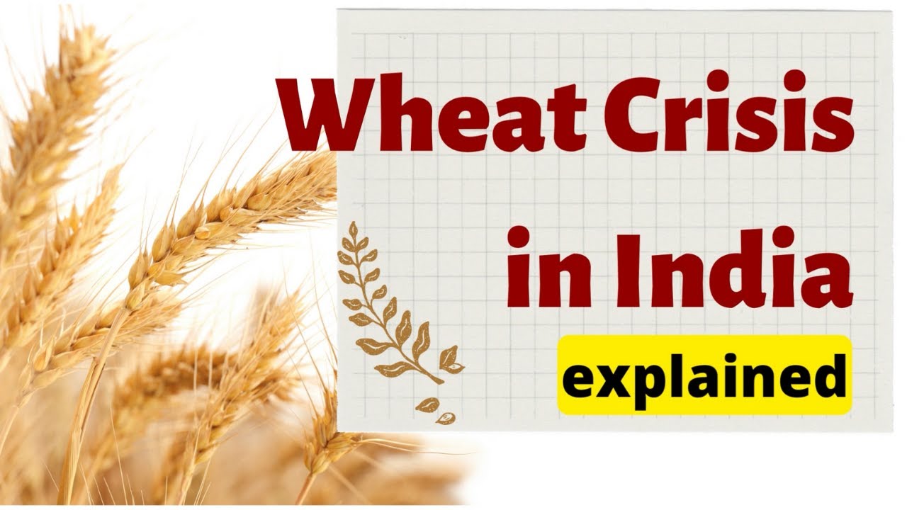 What is behind the rising costs of wheat in India?