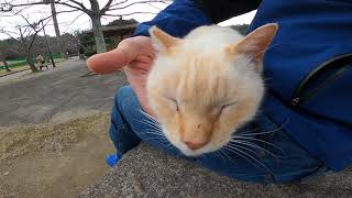 草むらから野良猫がモフられに出てきた
