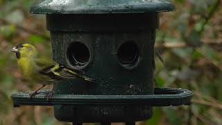 Siskins &amp; Other Birds on Squirrel Buster Feeder - Wales, UK