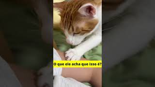 ele quer comer meu braço #catbehavior #gatocurioso