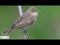 Eastern Olivaceous Warbler Eastern Olivaceous Warbler