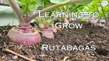 Learning to Grow || Rutabagas