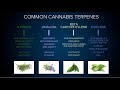 Understanding Cannabis Terpenes, Strains & the Entourage Effect: Martha Montemayor / Green Flower