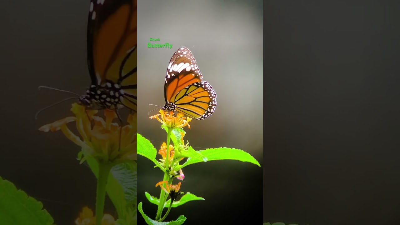 Explore the WILDEST Hiking Trails at Cat Tien National Park #wildlifeshorts