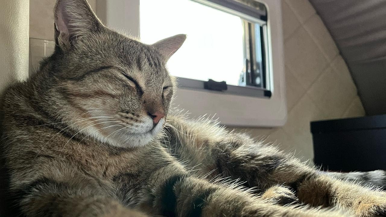 海南岛旅居生活，99的铁锅到货还不错，溜猫做饭忙忙活活又一天