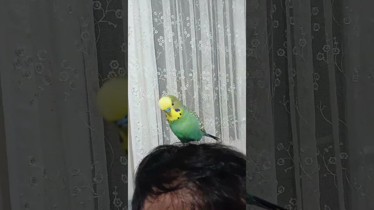 Akşam Sohbeti 😊 #muhabbetkuşufıstık #muhabbetkuşu #birds #muhabbetkuslari #kuslar #papaganlar