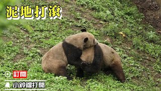《熊貓早晚安》熊貓身上的黑白色都快變成棕色了 | iPanda熊貓頻道