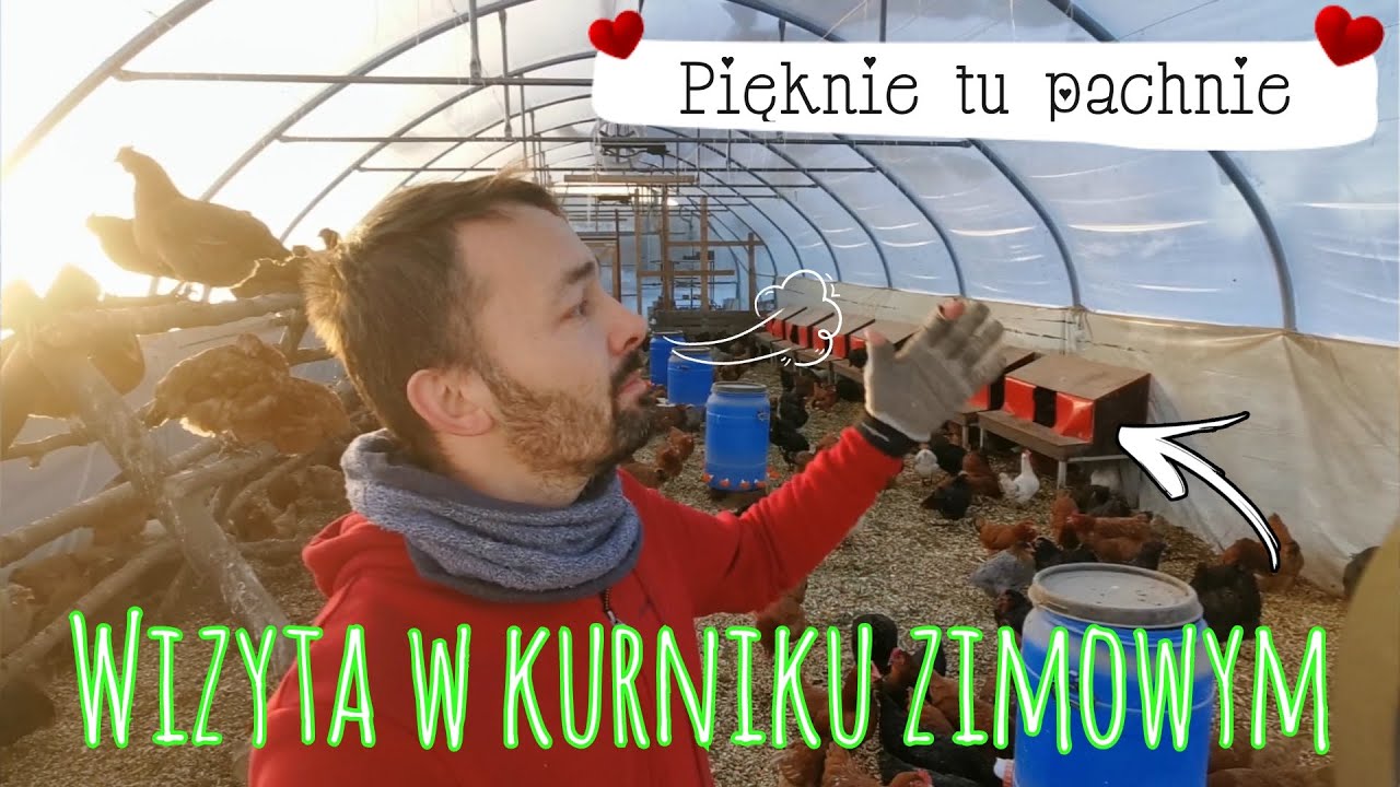 Zwiedzamy kurnik zimowy (tunel foliowy), zrębki, gniazda automatyczne, poidła z beczek, temp - #21