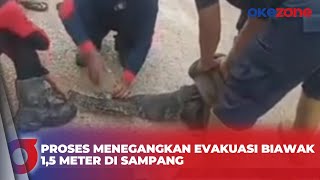 Geger Seekor Biawak Besar Bersembunyi di Kamar Mandi Warga Sampang Jatim by Okezone 22 views 2 hours ago 3 minutes, 10 seconds