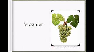 Winecast: Viognier