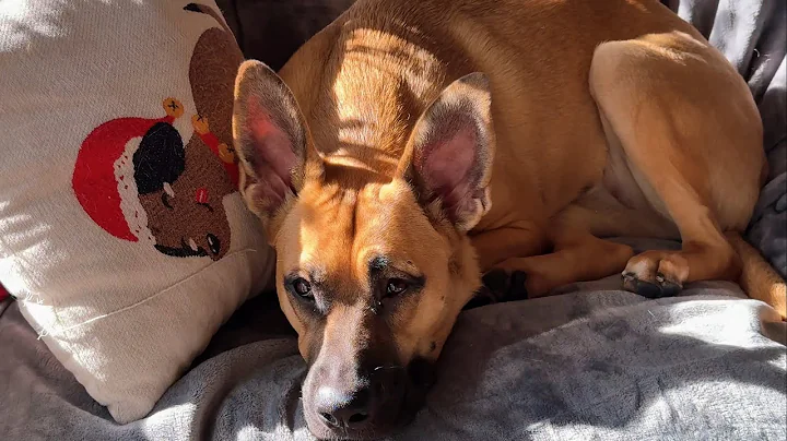 Video 7355111: sphynx cat, cats dog rescue, cat meets dog, cat house