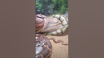 ULAR TERBESAR DI DUNIA