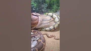 ULAR TERBESAR DI DUNIA 